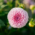 Dalia 'Stolze von Berlin'