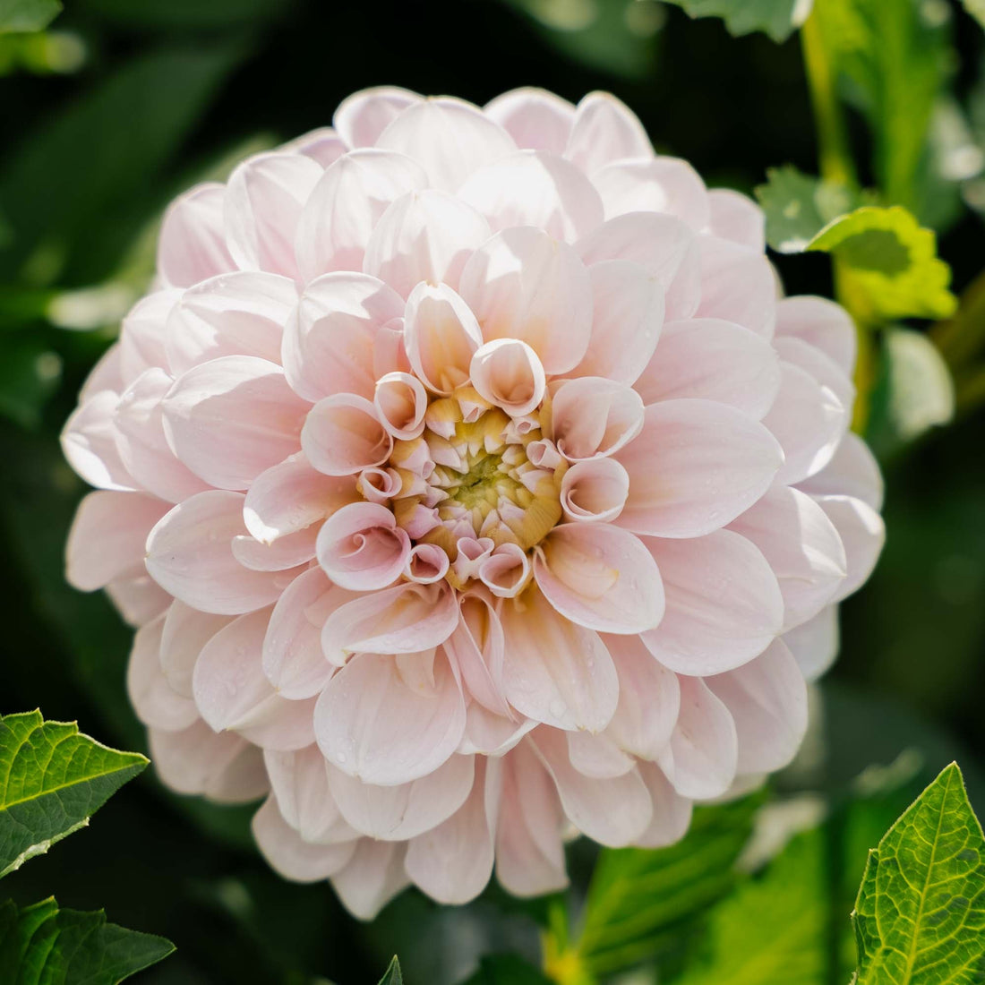 Dalia 'Sweet Nathalie'