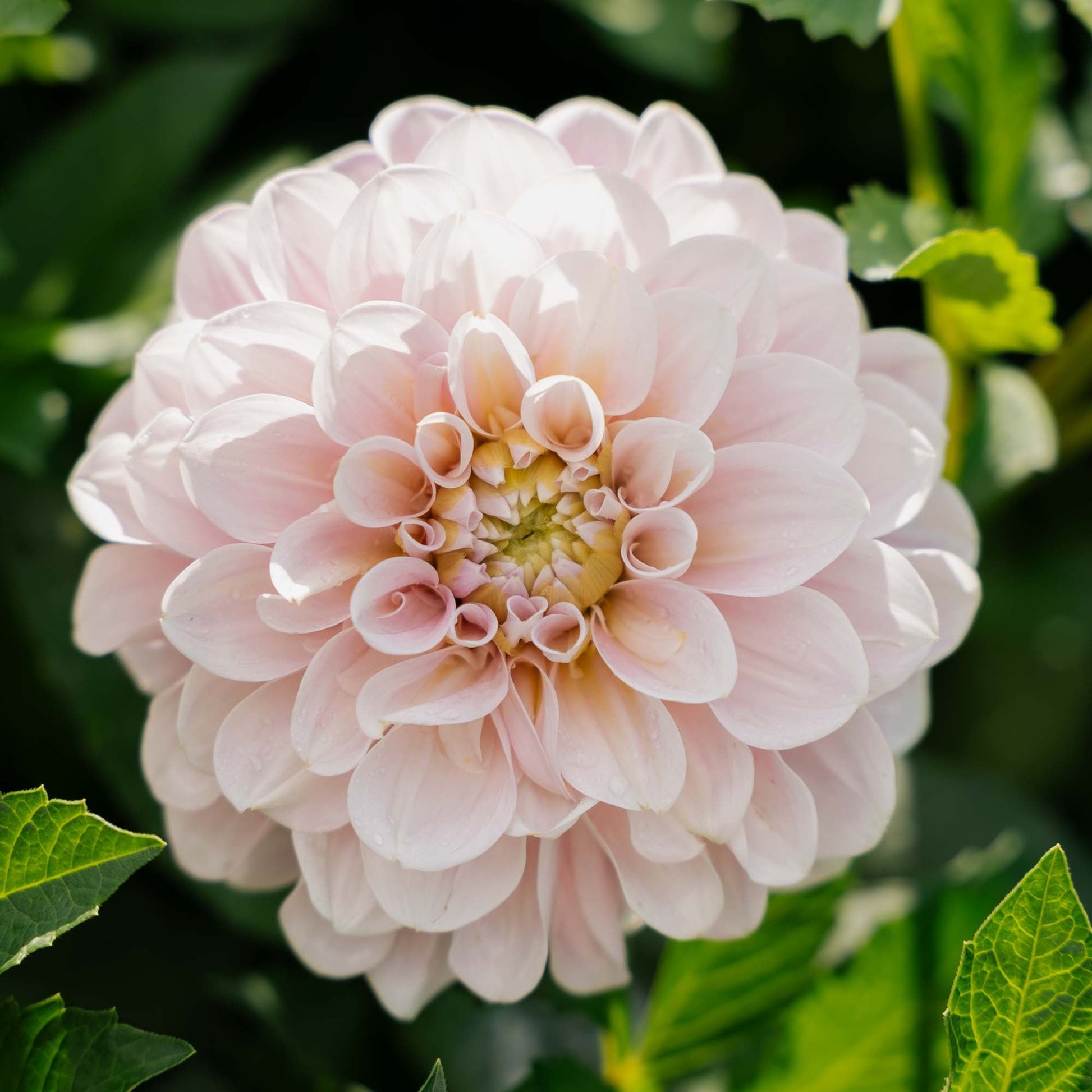 Dalia 'Sweet Nathalie'