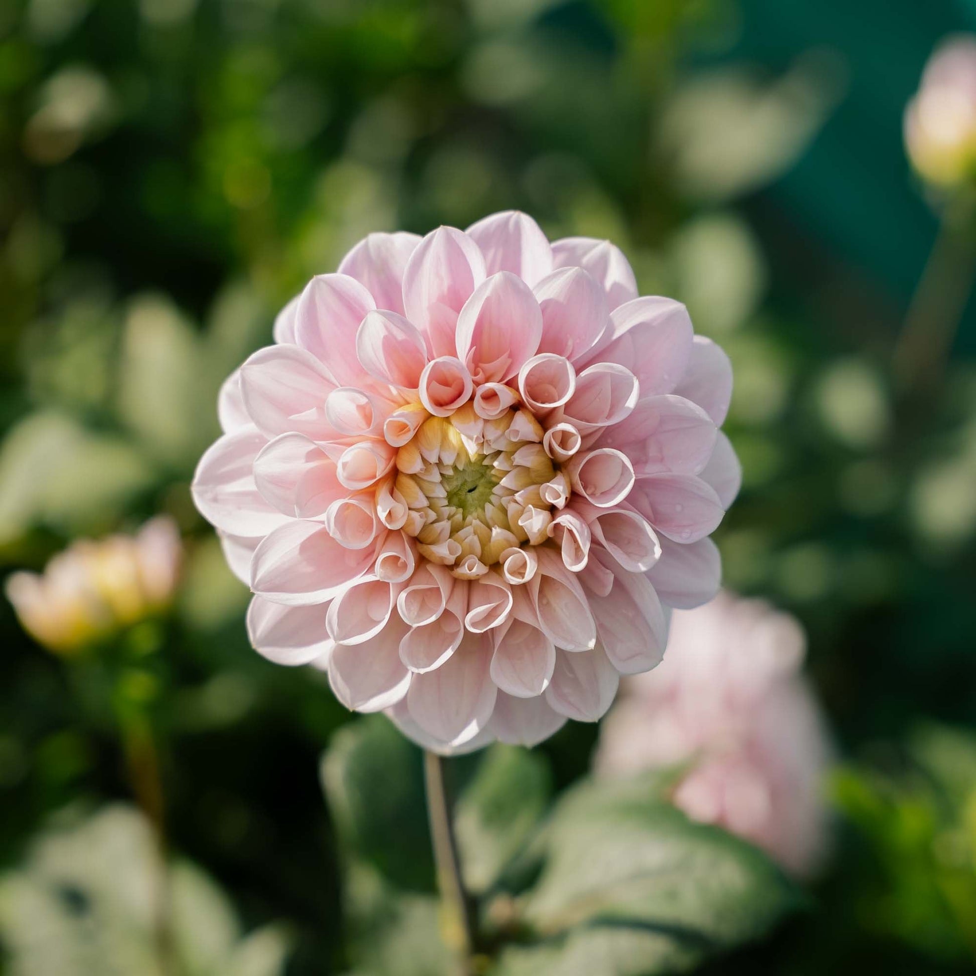 Dalia 'Sweet Nathalie'