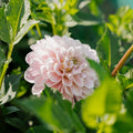 Dalia 'Sweet Nathalie'