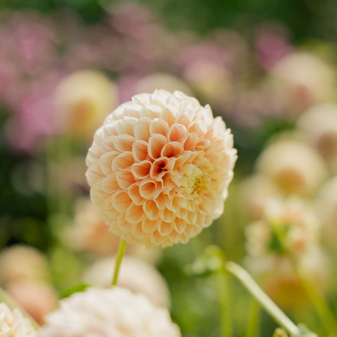 Dalia 'Sweet Suzanne'