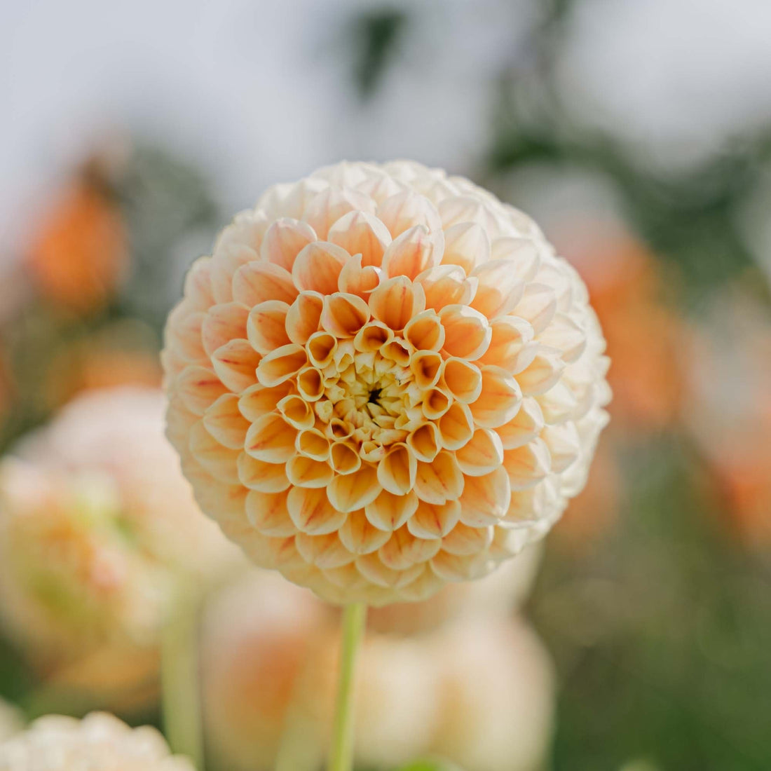 Dalia 'Sweet Suzanne'