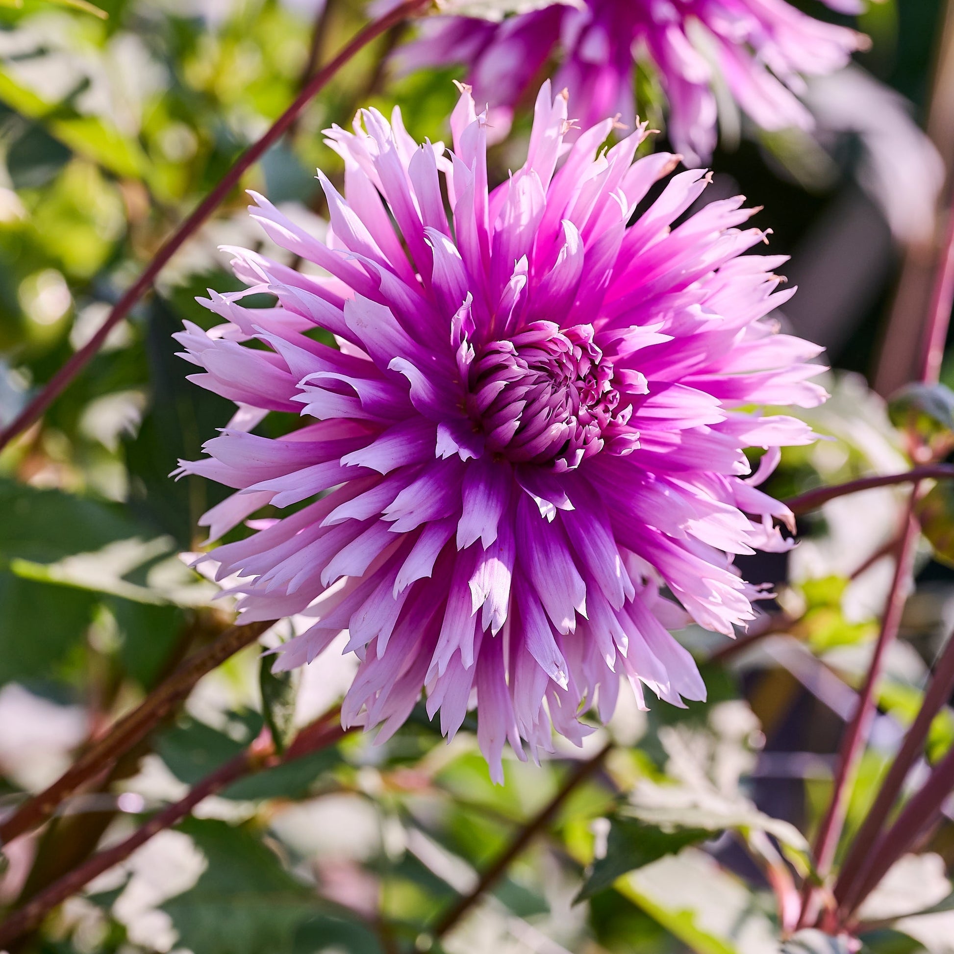 Dalia 'Table Dancer'