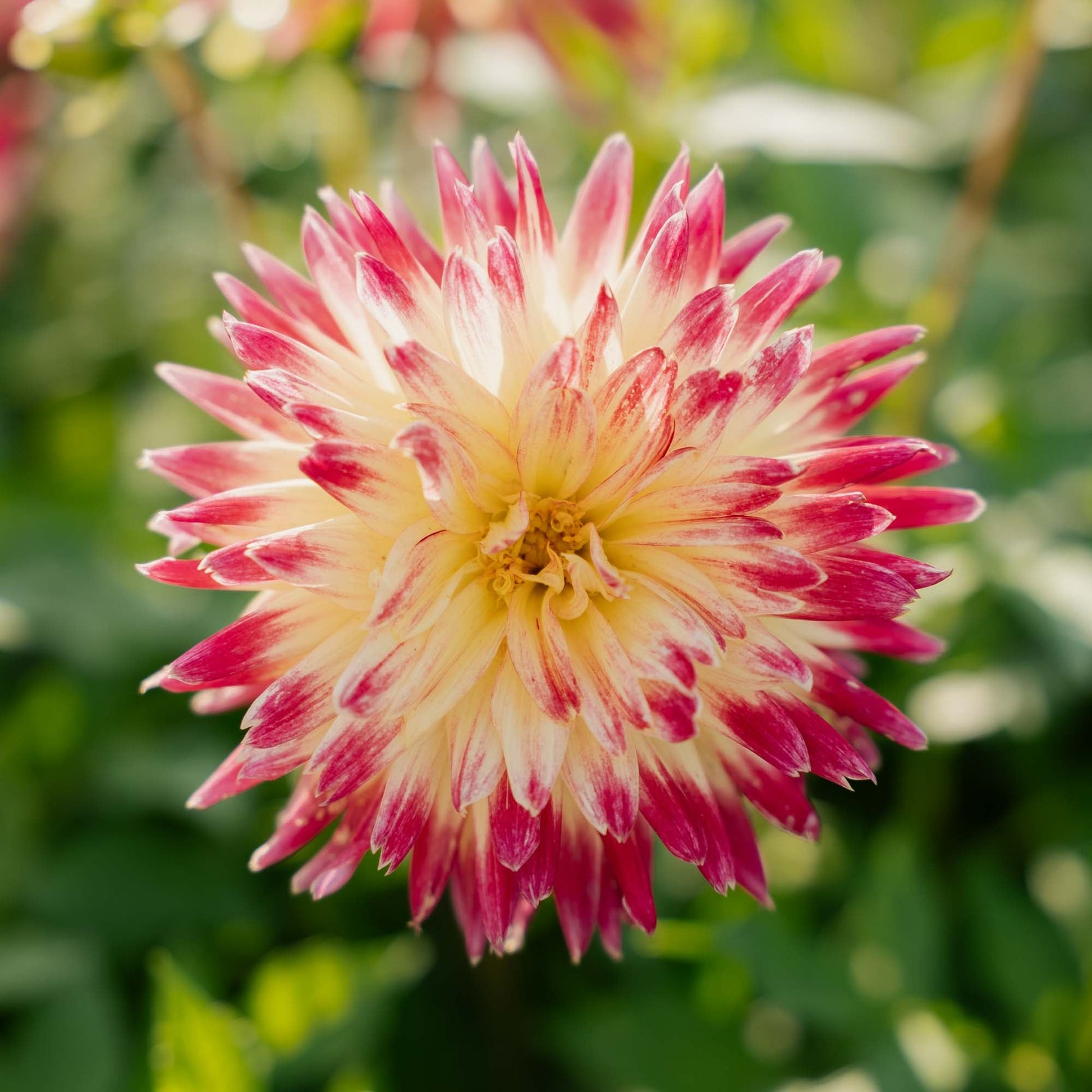 Dalia 'Tahiti Sunrise'