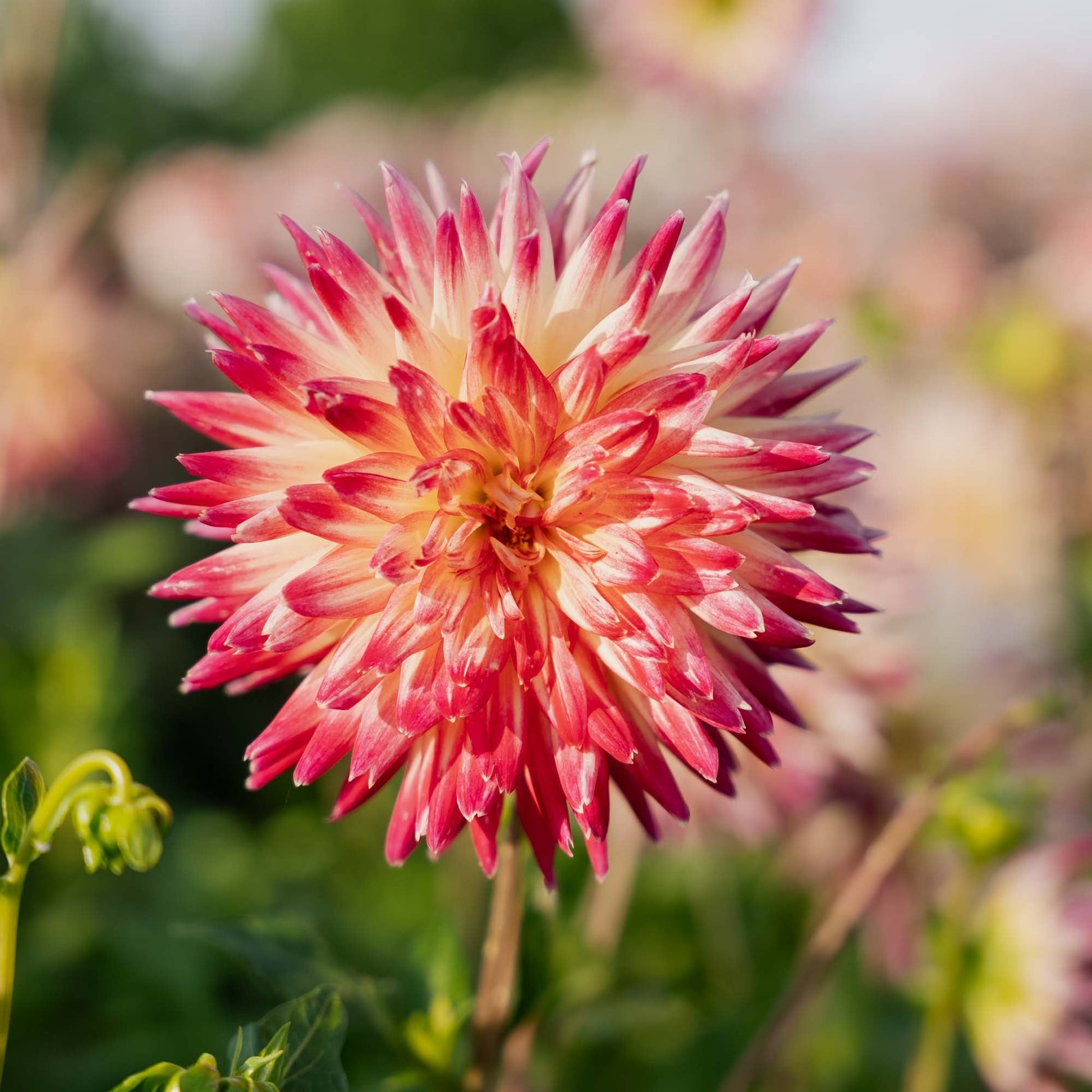 Dalia 'Tahiti Sunrise'