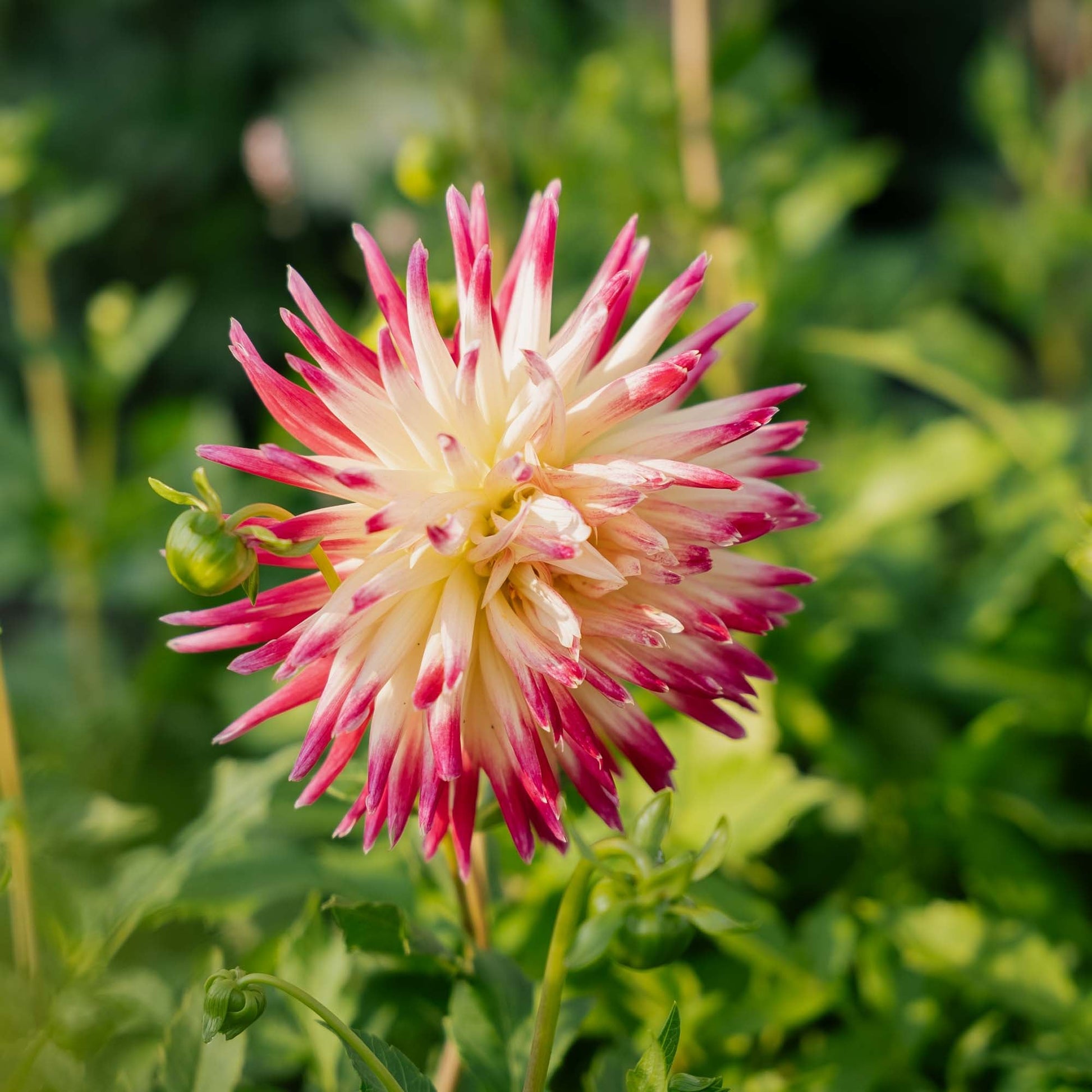 Dalia 'Tahiti Sunrise'