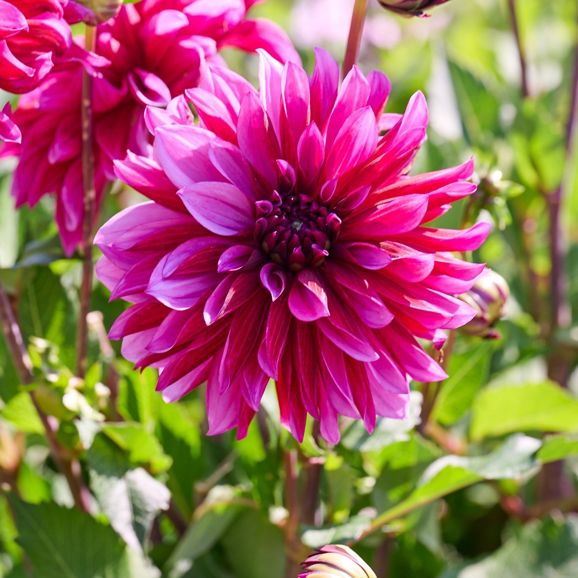 Dalia 'Tanita'
