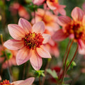 Dalia 'Totally Tangerine'