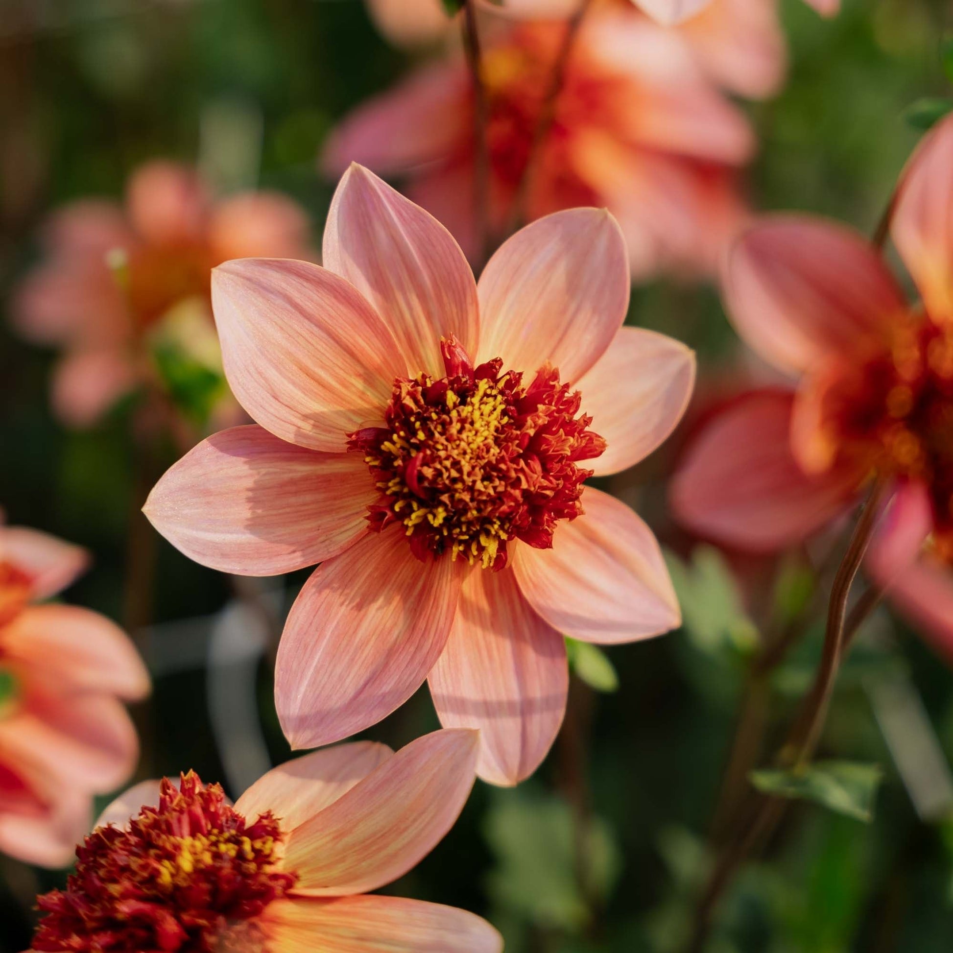 Dalia 'Totally Tangerine'