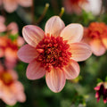 Dalia 'Totally Tangerine'