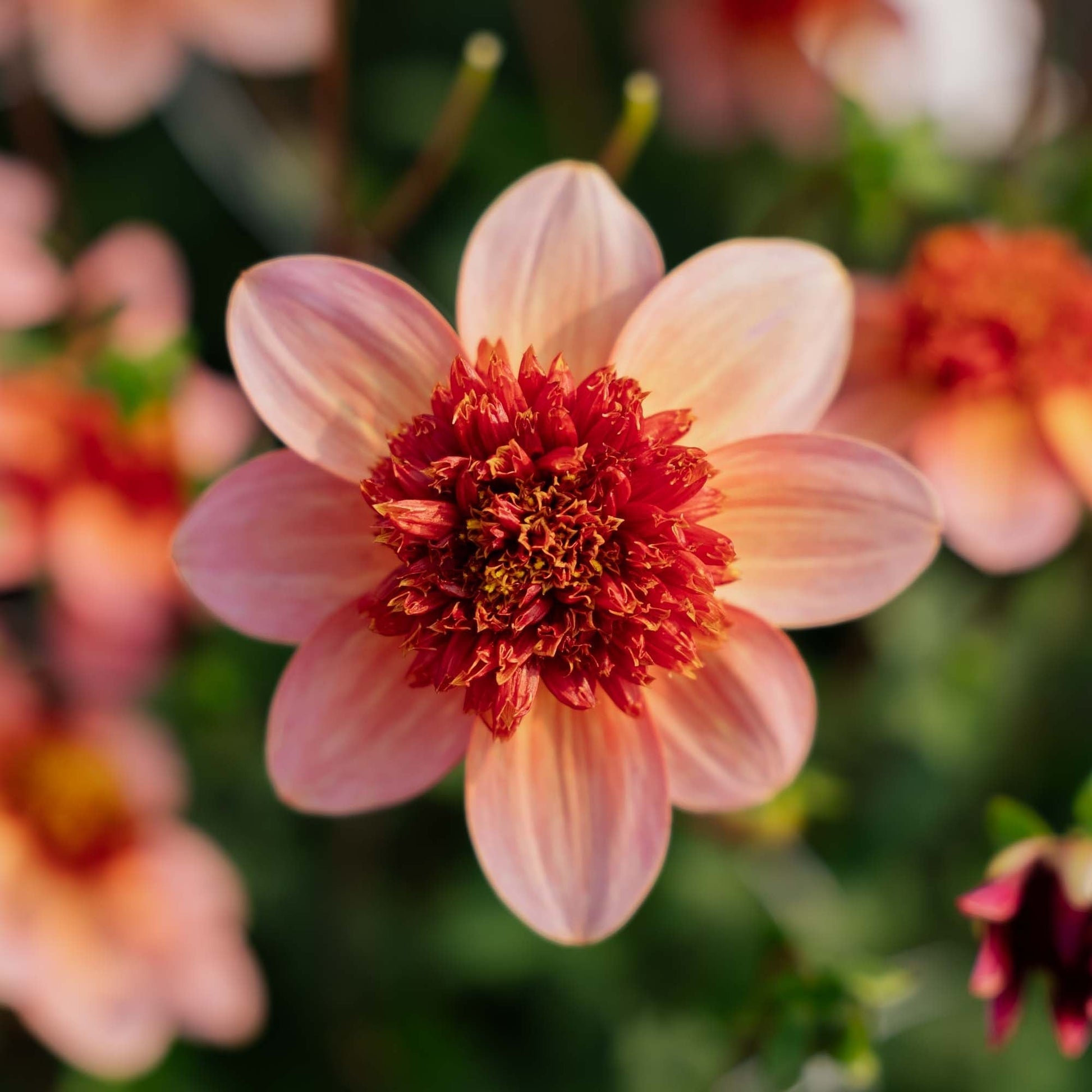 Dalia 'Totally Tangerine'