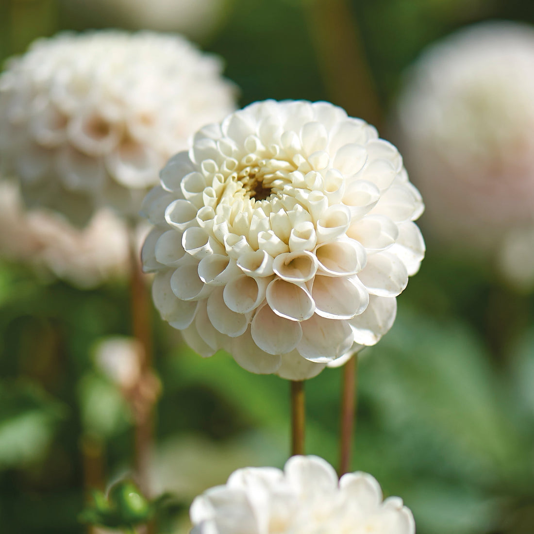 Dalia 'White Wizard'