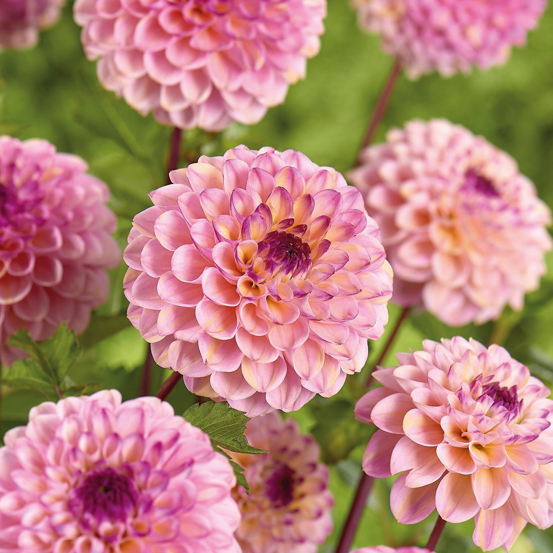 Dalia 'Wine Eyed Jill'