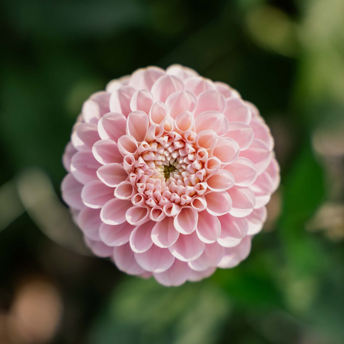 Dalia 'Wizard of Oz'