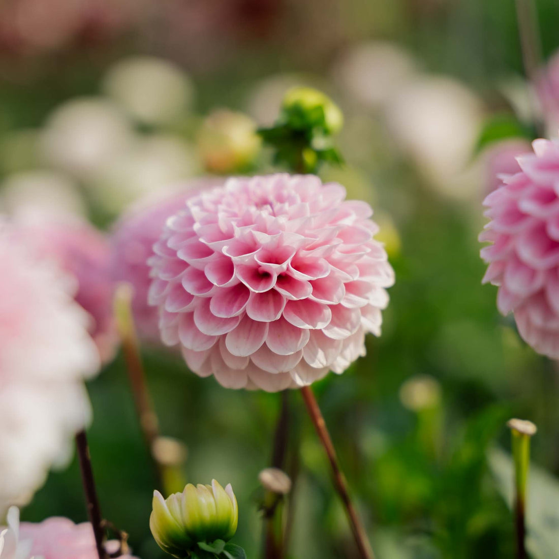 Dalia 'Wizard of Oz'