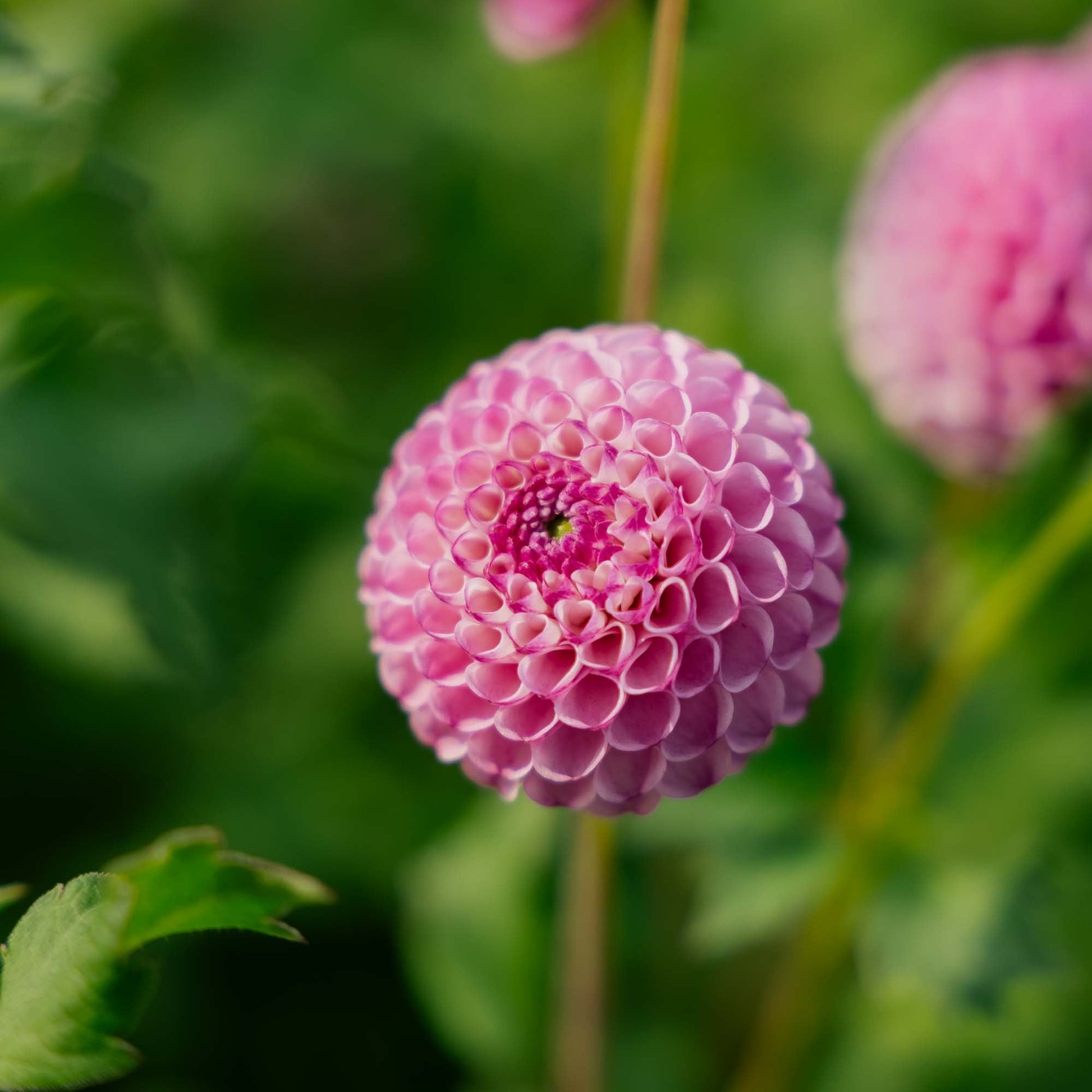 Dalia 'Zippity Do da'