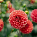 Dalia 'Zundert Mystery Fox'