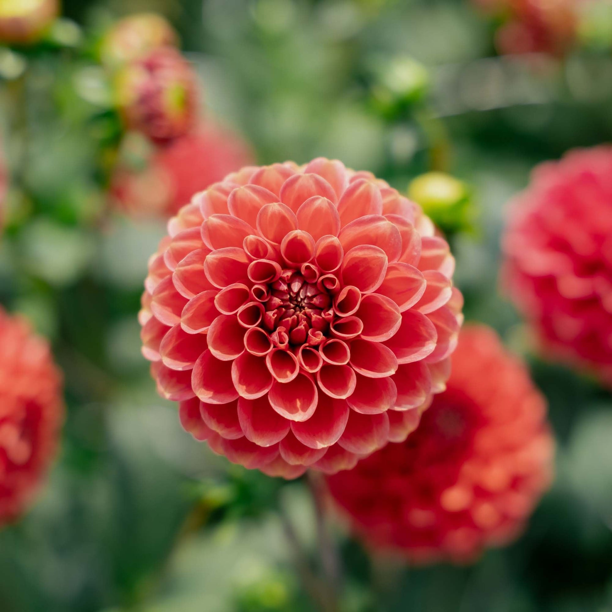 Dalia 'Zundert Mystery Fox'