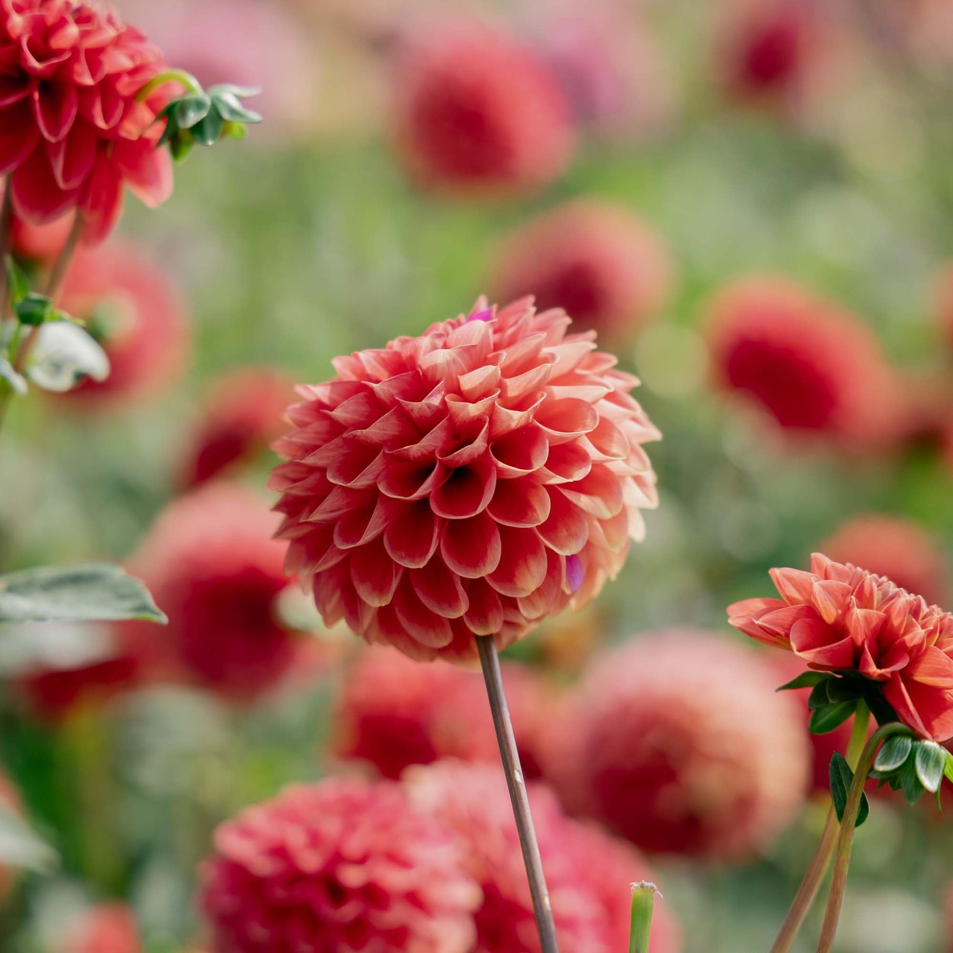 Dalia 'Zundert Mystery Fox'