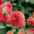 Dalia 'Zundert Mystery Fox'