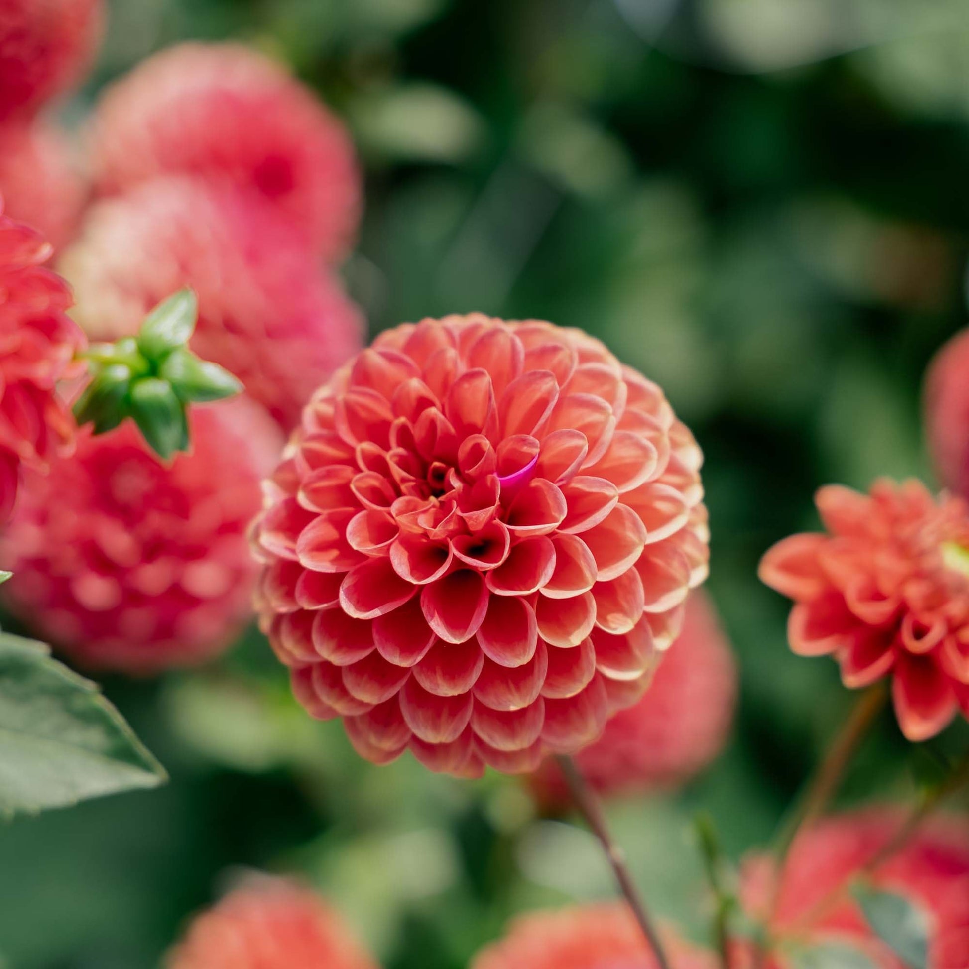 Dalia 'Zundert Mystery Fox'