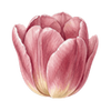 Tulipany