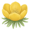 Rannik bulwy / Eranthis