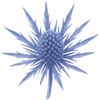 Eryngium kłącze / Mikołajek