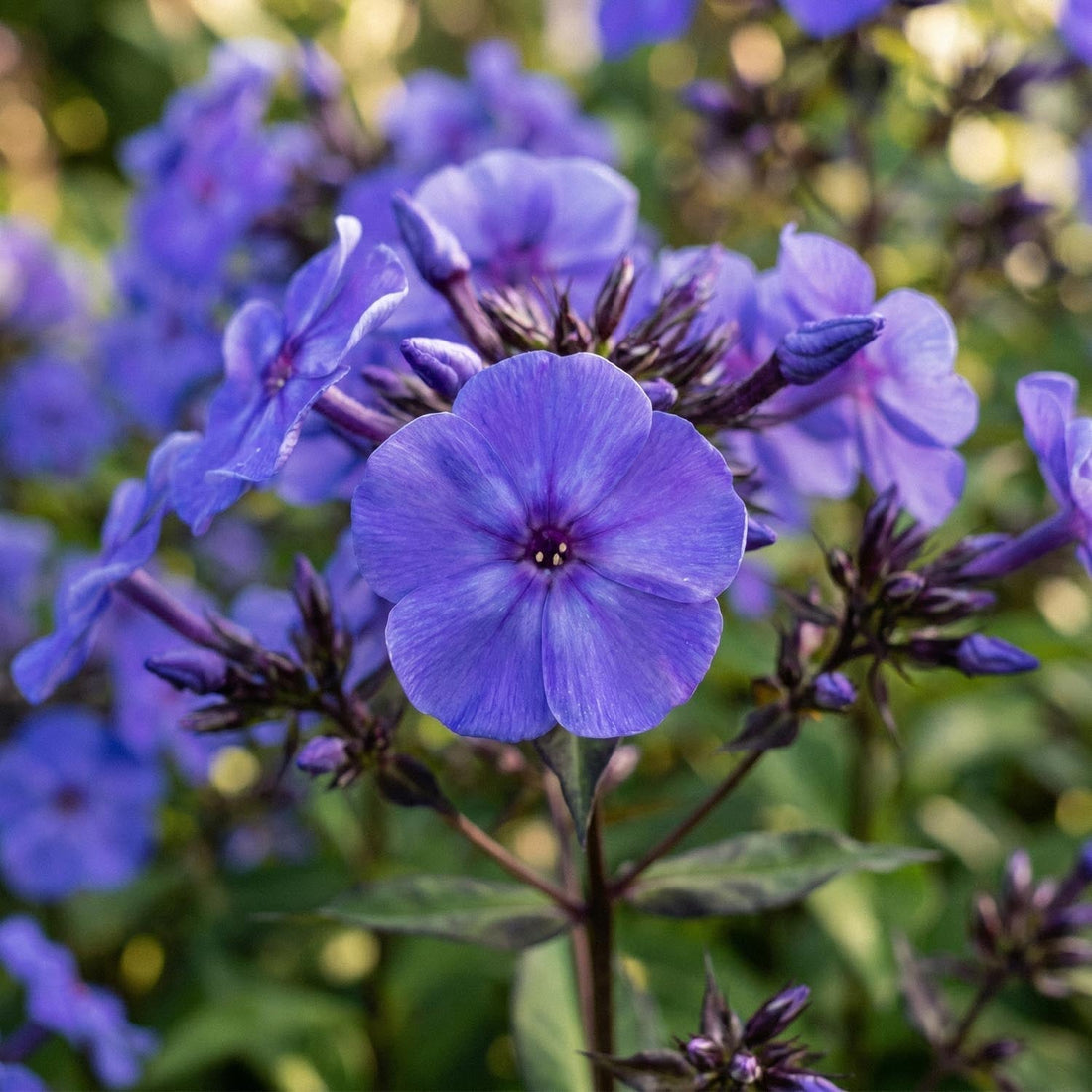 Floks, Phlox 'Blue Paradise'