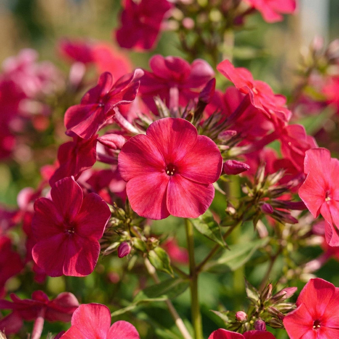 Floks, Phlox 'Starfire'