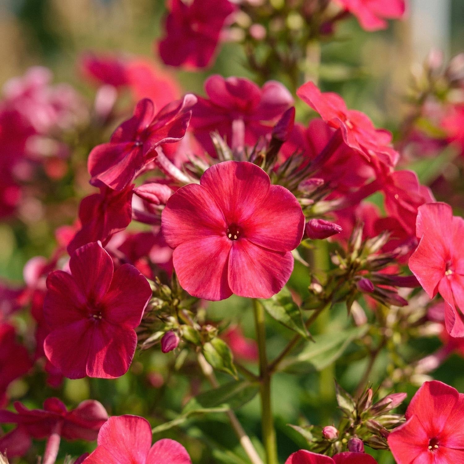 Floks, Phlox 'Starfire'