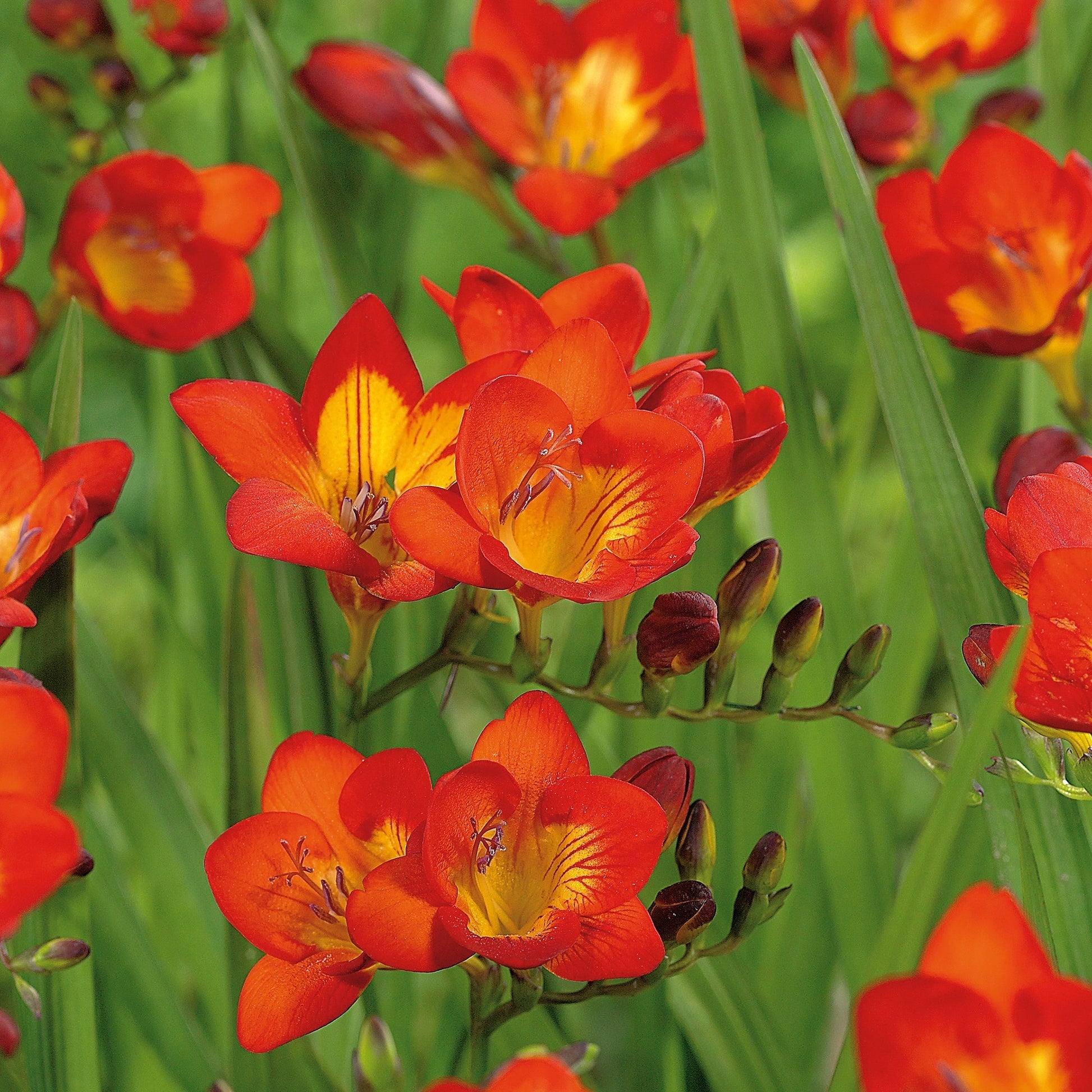 Frezja 'Orange'
