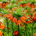 Fritillaria imperialis 'Rubra Maxima'