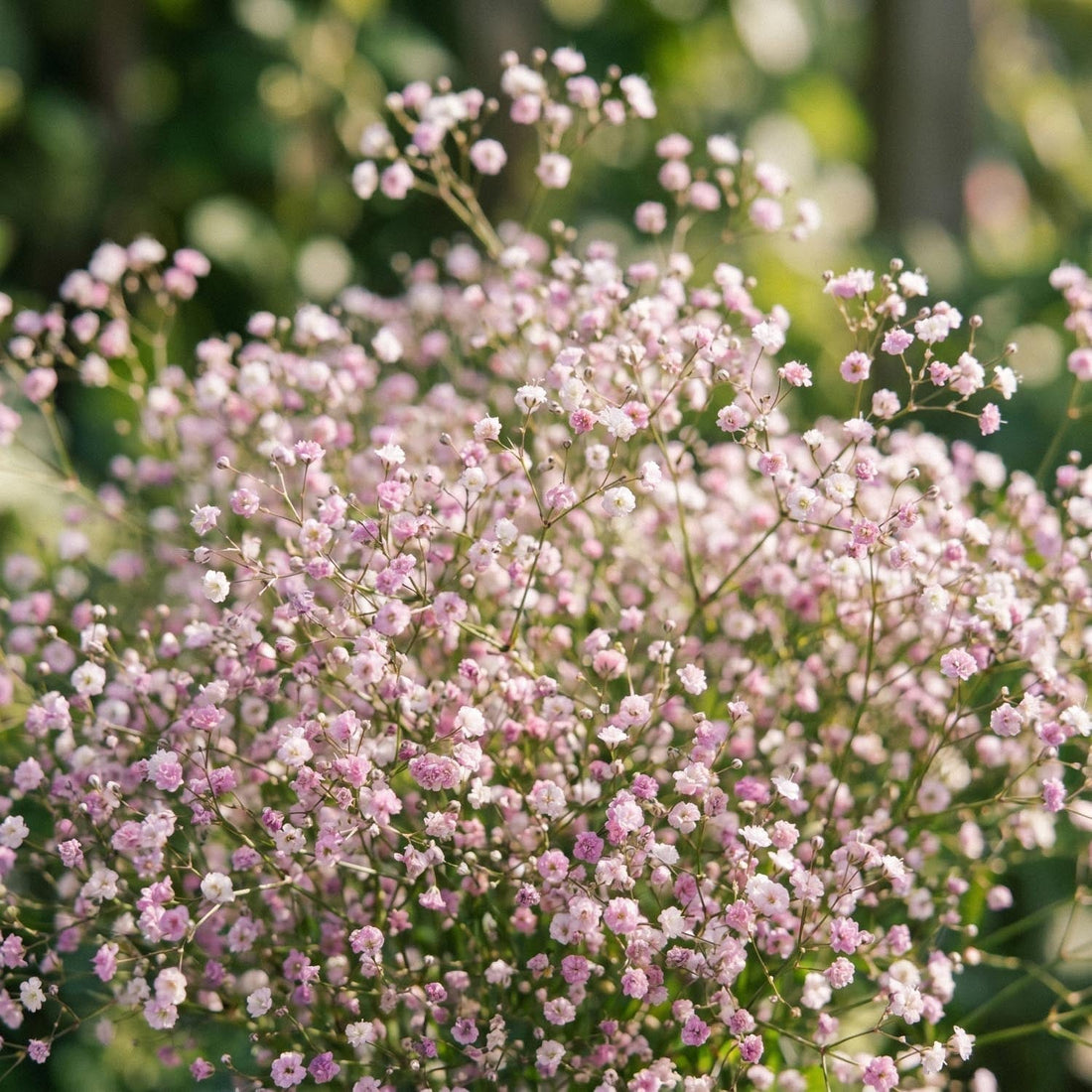 Gipsówka, Gypsophila 'Paniculata'