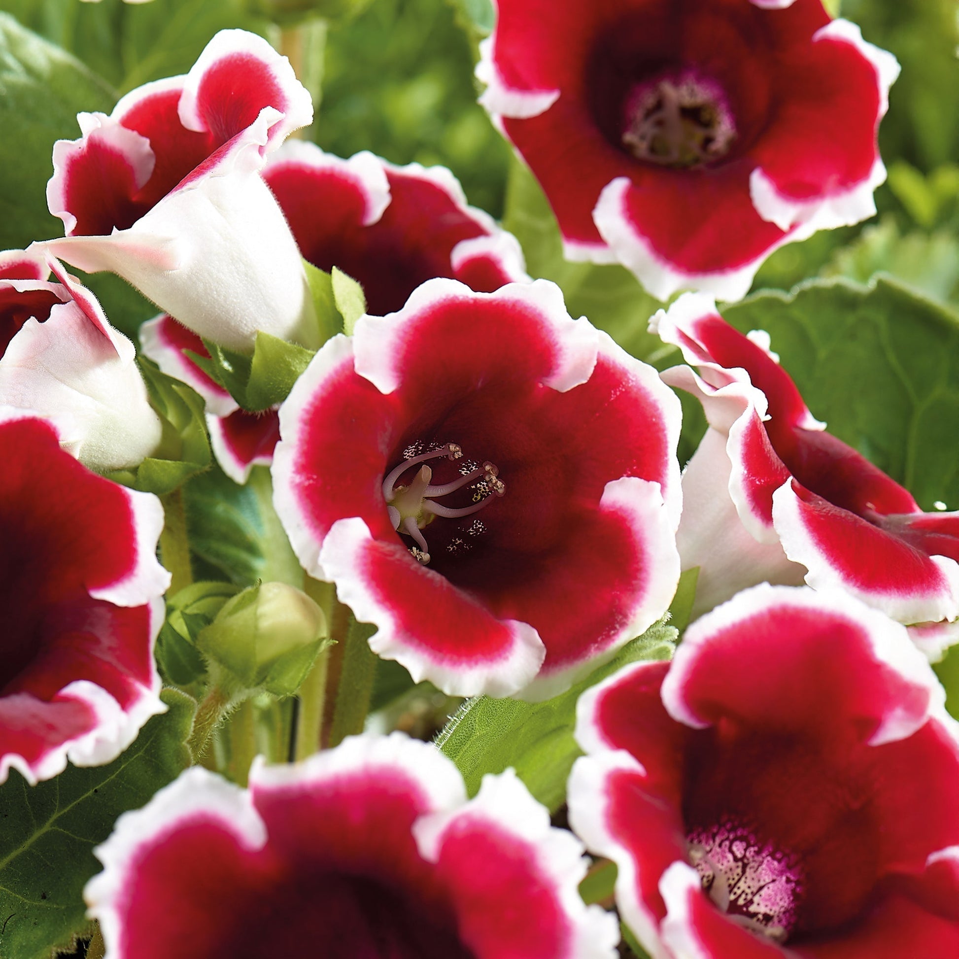 Gloksynia, Sinningia 'Kaiser Friedrich'