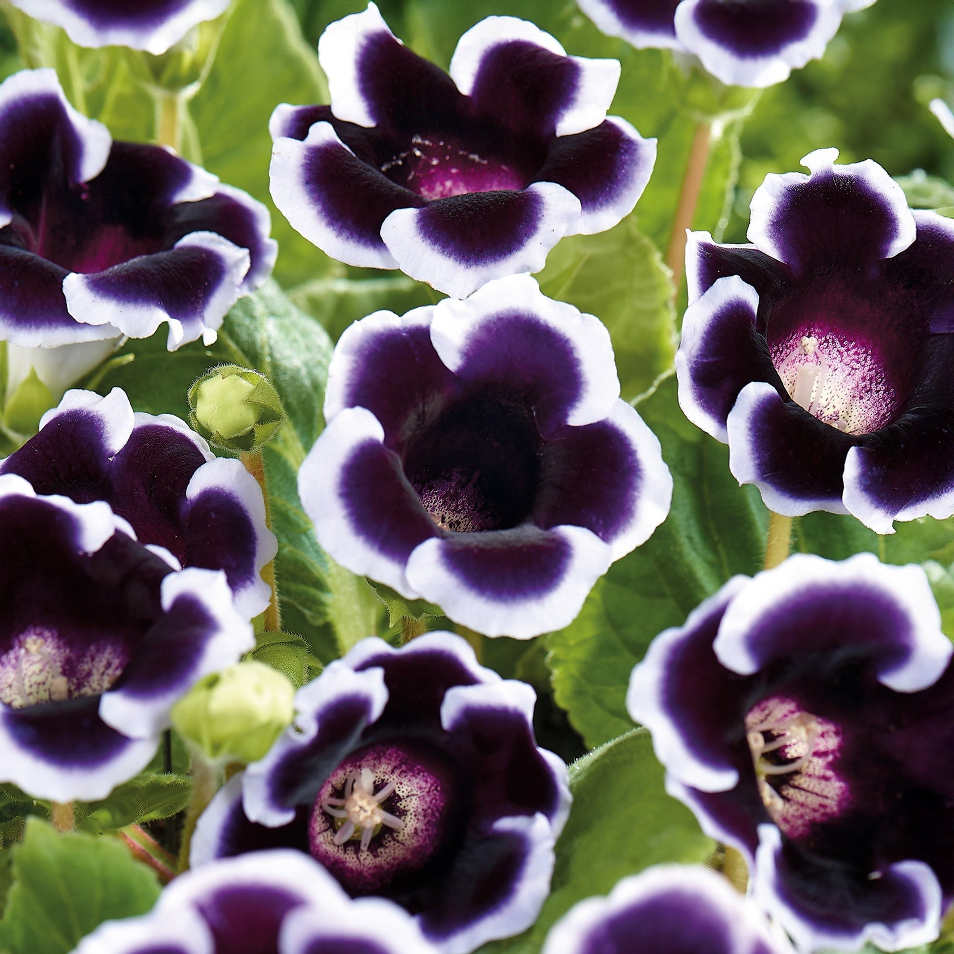 Gloksynia, Sinningia 'Kaiser Wilhelm'