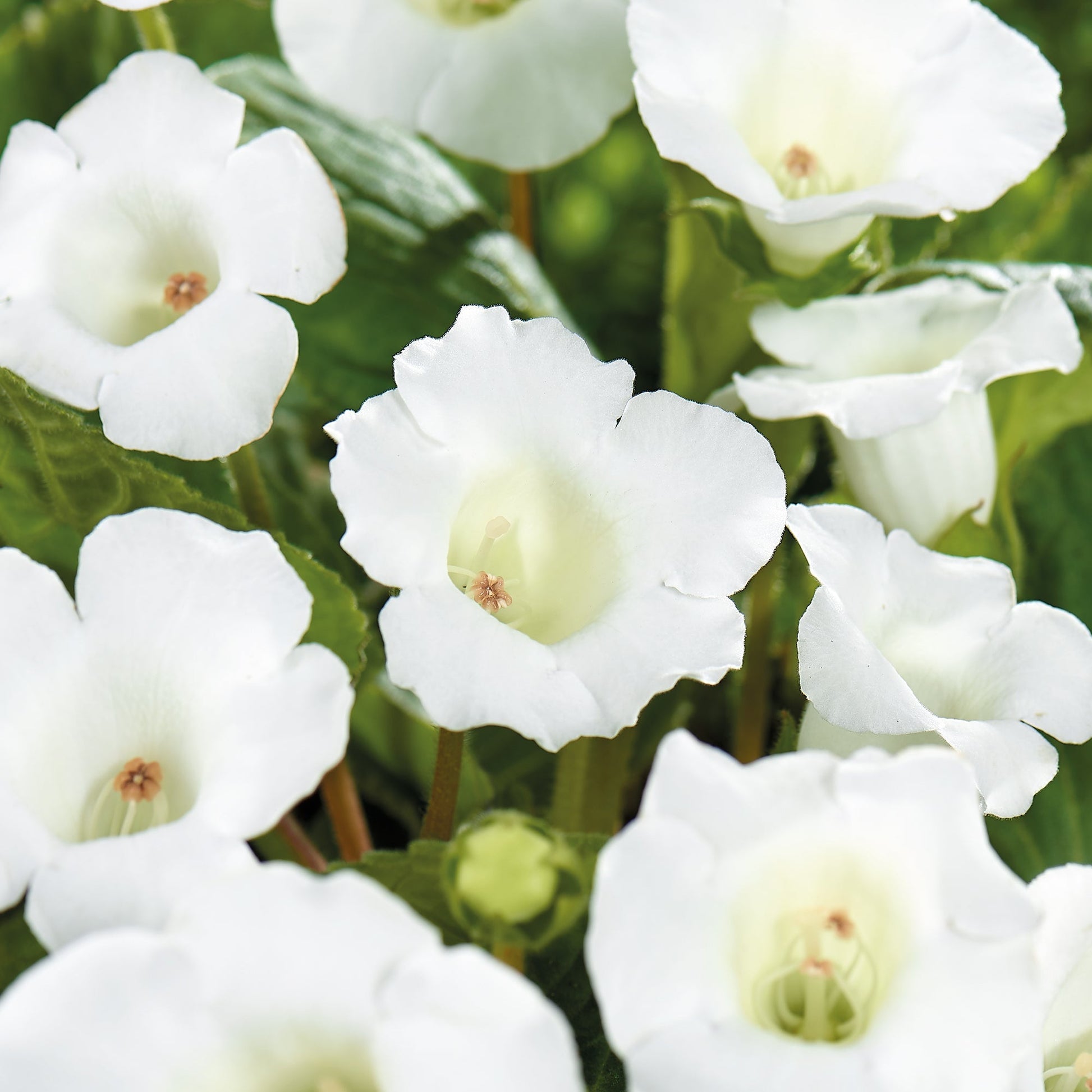 Gloksynia, Sinningia 'Mont Blanc'