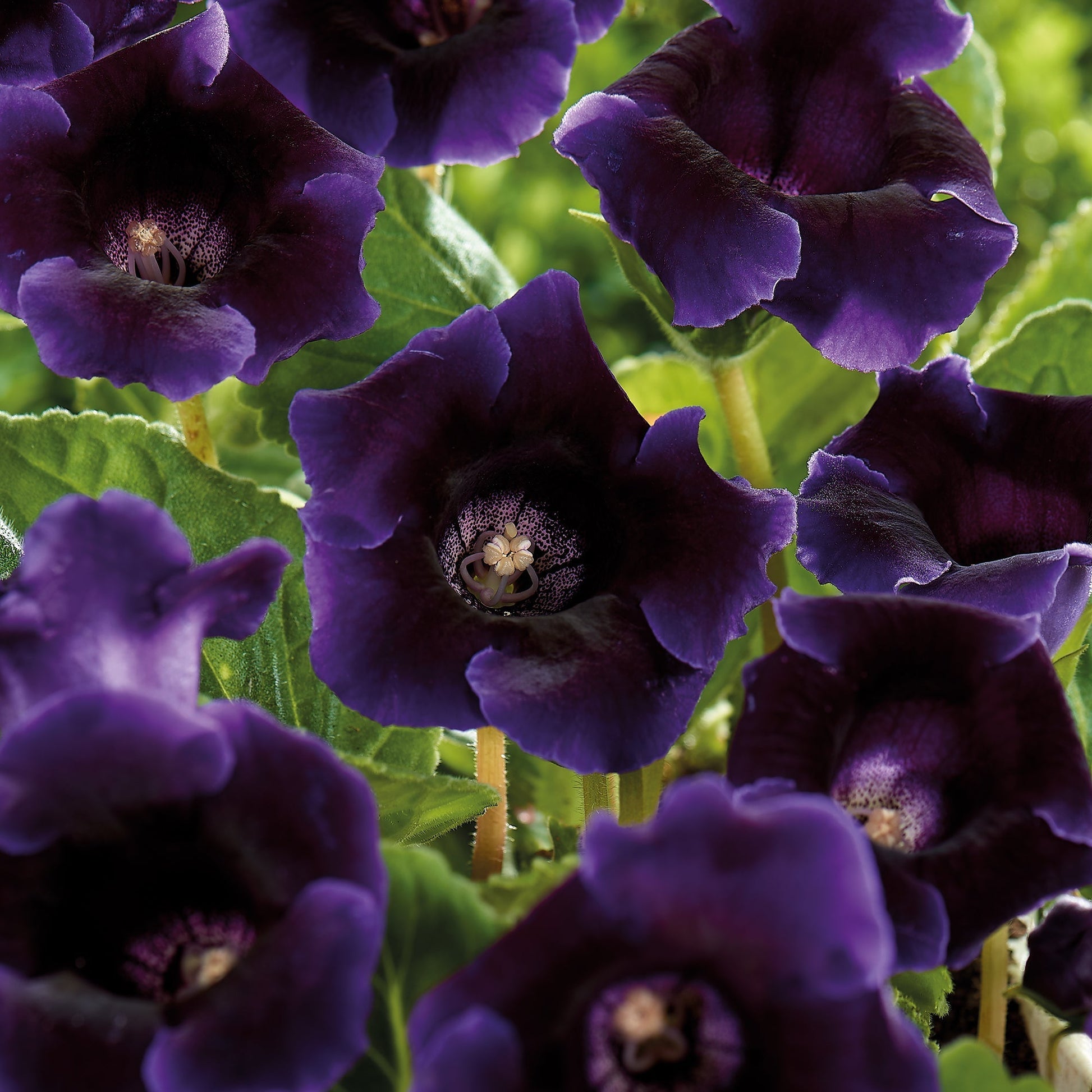 Gloksynia, Sinningia 'Violacea'