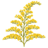 Nawłoć kłącze / Solidago
