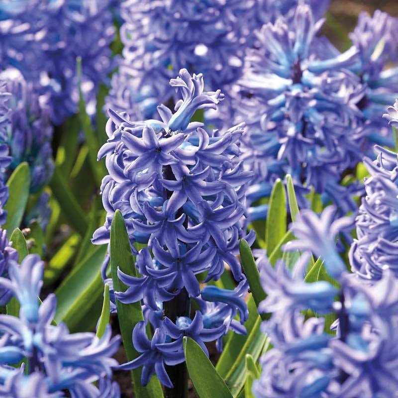 Hiacynt 'Blue Jacket'