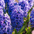 Hiacynt 'Blue Jacket'