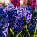 Hiacynt 'Blue Jacket'