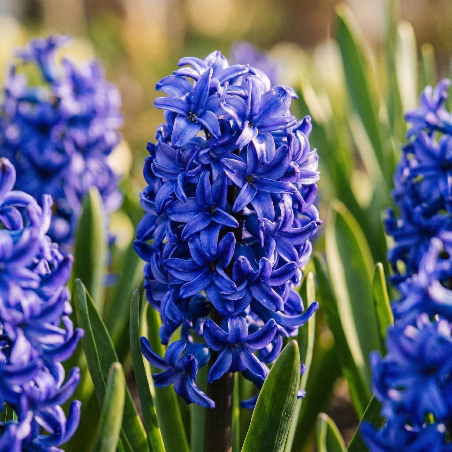 Hiacynt 'Blue Trophy'