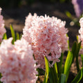 Hiacynt 'China Pink'