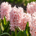 Hiacynt 'China Pink'