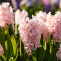 Hiacynt 'China Pink'