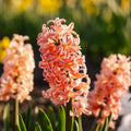 Hiacynt 'Gipsy Queen'