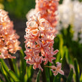 Hiacynt 'Gipsy Queen'