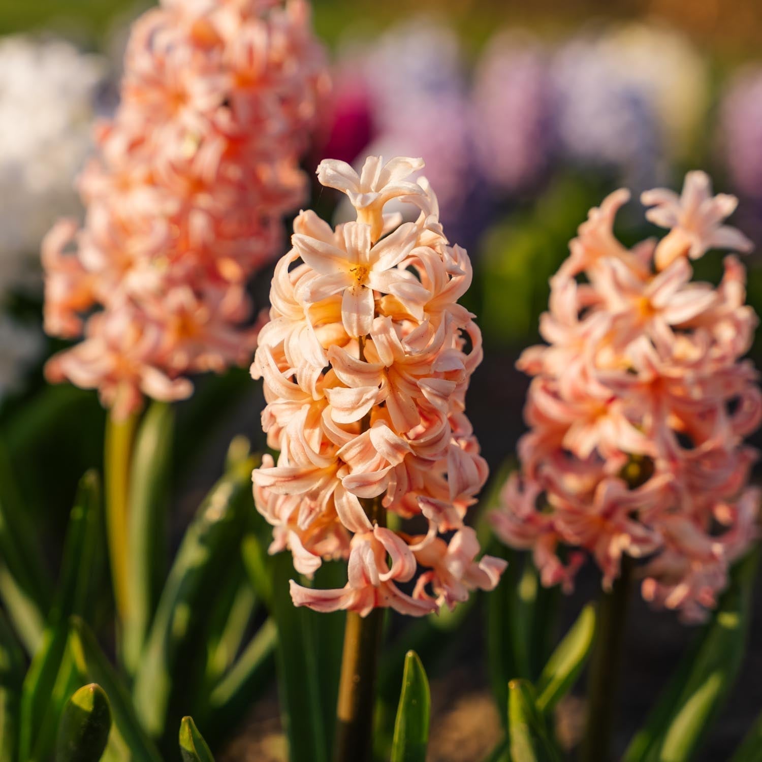 Hiacynt 'Gipsy Queen'